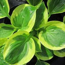 Hosta 'Brim Cup' Hosta 'Brim Cup'