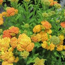Achillea 'Skysail Yellow' Achillea 'Skysail Yellow'