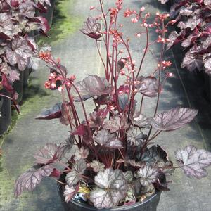 Heuchera 'Glitter' - Coral Bells PP 25019 from The Ivy Farm