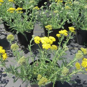 Achillea Little Moonshine Yarrow Pp From The Ivy Farm