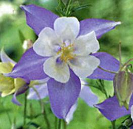 Aquilegia Songbird Blue Bird Columbine From The Ivy Farm