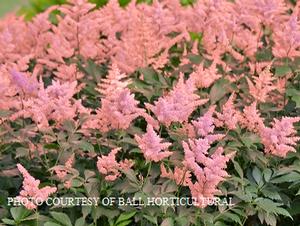 Astilbe 'Peach Blossom' - False Spirea from The Ivy Farm