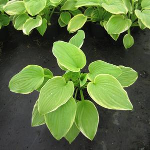 Hosta 'Fragrant Bouquet' - Plan from The Ivy Farm