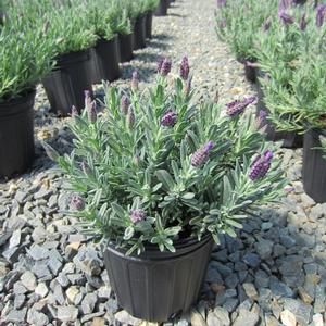 Lavandula 'Anouk Supreme' - Spanish Lavender PP 26495 from The Ivy Farm