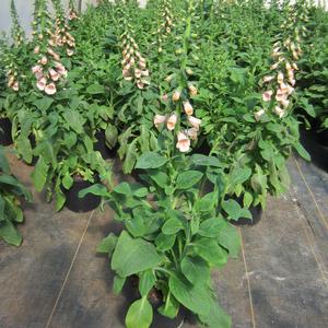 Digitalis 'Dalmation Peach' - Foxglove from The Ivy Farm