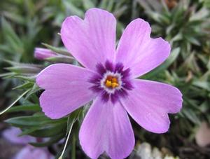 Phlox subulata ‘Eye Shadow’ Creeping phlox PP 31169 from The Ivy Farm