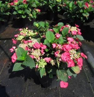 Hydrangea macrophylla 'Cherry Explosion' - Bigleaf Hydrangea PP 28757 from The Ivy Farm