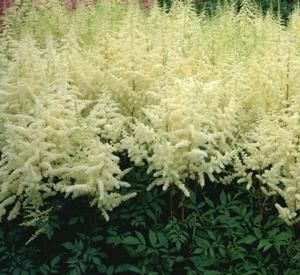 Astilbe 'Ellie' - False Spirea from The Ivy Farm