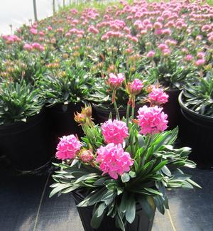 Armeria Dreameria® Daydream - Sea Thrift PP 29381 from The Ivy Farm