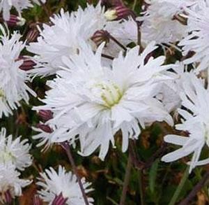 Lychnis 'Petit Henri' - Maltese Cross PP 31373 from The Ivy Farm