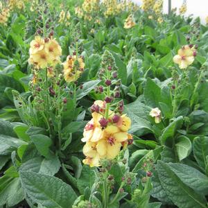 Verbascum 'Honey Dijon' - Mullein PP 17170 from The Ivy Farm