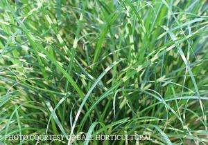 Miscanthus 'Bandwidth' - Small Maiden Grass PP 29460 from The Ivy Farm