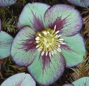 Helleborus Winter Jewewls? 'Jade Star' - Lenten Rose from The Ivy Farm