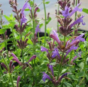 Agastache Sunrise® Blue - Hummingbird Mint PPAF from The Ivy Farm