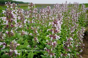 Nepeta Whisper™ Pink - Catmint PPAF from The Ivy Farm