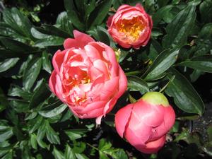 Paeonia 'Pink Hawaiian Coral' - Garden Peony from The Ivy Farm