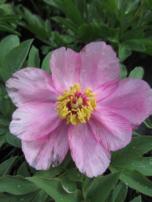 Paeonia 'Rosea Plena' - Garden Peony from The Ivy Farm