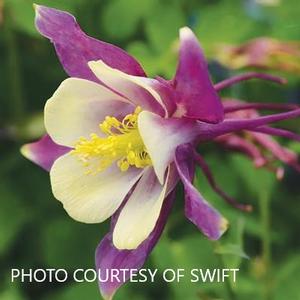 Aquilegia Earlybird™ 'Purple Yellow' - Columbine from The Ivy Farm