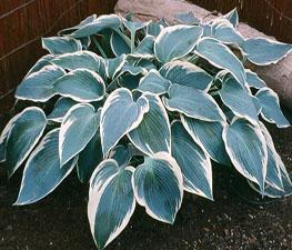 Hosta 'El Nino' - Plantain Lily from The Ivy Farm