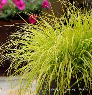 Pennisetum 'Lumen Gold' - Fountain Grass from The Ivy Farm