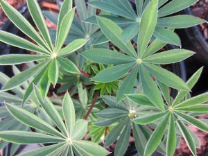 Lupinus 'Mini Gallery Mix' - Lupine from The Ivy Farm