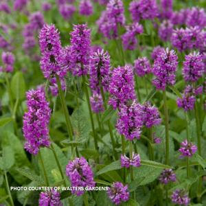 Stachys 'Hummelo' - Lambs Ear from The Ivy Farm