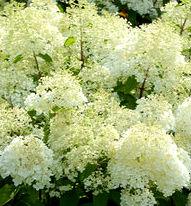 Hydrangea paniculata Bobo? - Hardy Hydrangea PP 22782 from The Ivy Farm