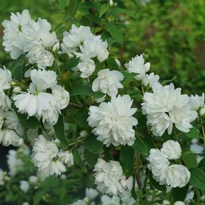 Philadelphus Illuminati Arch? - Mock Orange PPAF from The Ivy Farm