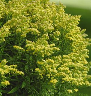 Solidago x. 'Little Lemon' - Goldenrod PP 17297 from The Ivy Farm