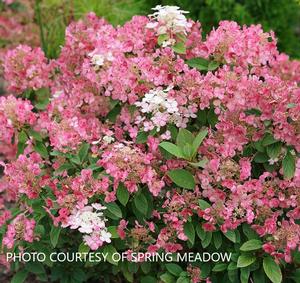 Hydrangea paniculata Little Quick Fire? - Hardy Hydrangea PP 25136 from The Ivy Farm