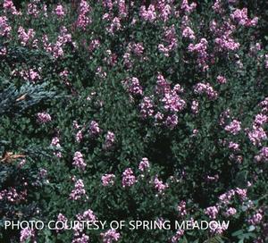 Syringa 'Miss Kim' - Penda from The Ivy Farm