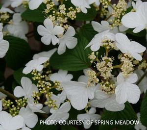 Viburnum Steady Eddy™ - Doublefile Viburnum PPAF from The Ivy Farm