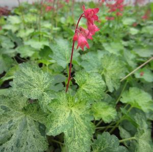 Heuchera 'Hercules' - Coral Bells from The Ivy Farm