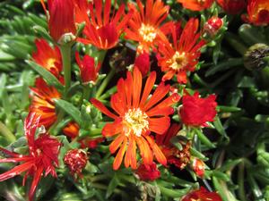 Delosperma Ocean Sunset™ Orange Vibe - Ice Plant PPAF from The Ivy Farm