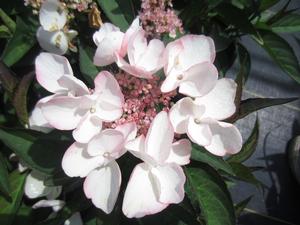 Hydrangea macrophylla Game Changer? Picotee - Bigleaf Hydrangea PPAF from The Ivy Farm