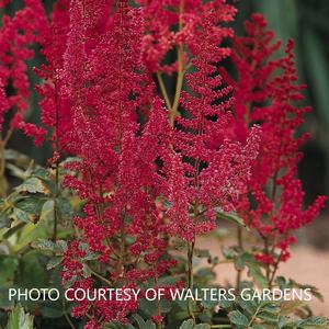 Astilbe 'August Light' - False Spirea from The Ivy Farm