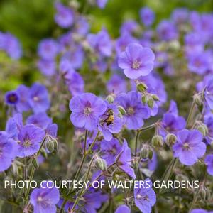 Geranium 'Boom Chocolatta' - Cranesbill pp 32026 from The Ivy Farm