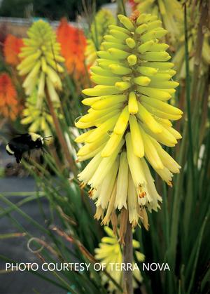 Kniphofia POCO™ Citron - Dwarf Red Hot Poker PPAF from The Ivy Farm