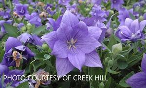 Platycodon 'Astra Double Blue' - Balloon Flower from The Ivy Farm