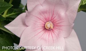 Platycodon 'Astra Double Pink' - Balloon Flower from The Ivy Farm