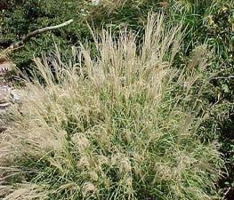 Miscanthus sinensis 'Little Kitten' - Maiden Grass from The Ivy Farm