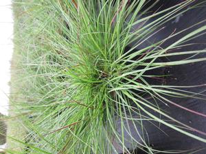 Pennisetum 'Piglet' - Dwarf Fountain Grass PP 19074 from The Ivy Farm