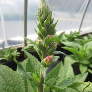 Digitalis 'Camelot Lavender' - Foxglove from The Ivy Farm