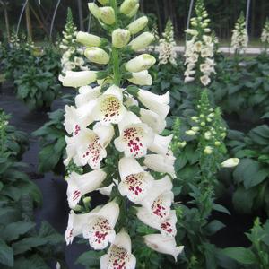 Digitalis 'Camelot Cream' - Foxglove from The Ivy Farm