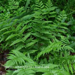 Dryopteris marginalis - Eastern Wood Fern from The Ivy Farm