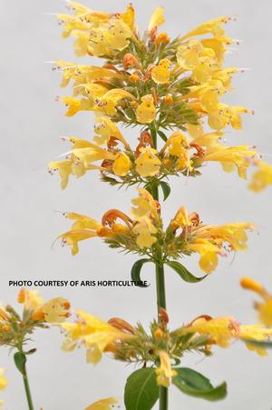 Agastache Sunrise® Yellow - Hummingbird Mint from The Ivy Farm