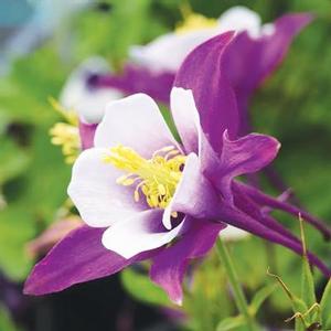 Aquilegia Earlybird™ Purple White - Columbine from The Ivy Farm