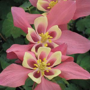 Aquilegia Spring Magic® Rose & Ivory - Columbine from The Ivy Farm