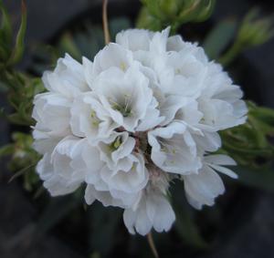 Armeria Dreameria® Dream Clouds - Sea Thrift PP 33597 from The Ivy Farm