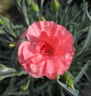 Dianthus 'Romance' - Pinks PP 21843 from The Ivy Farm